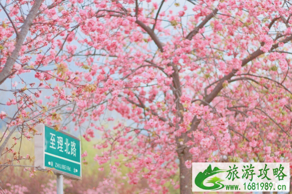 国内哪里樱花最出名