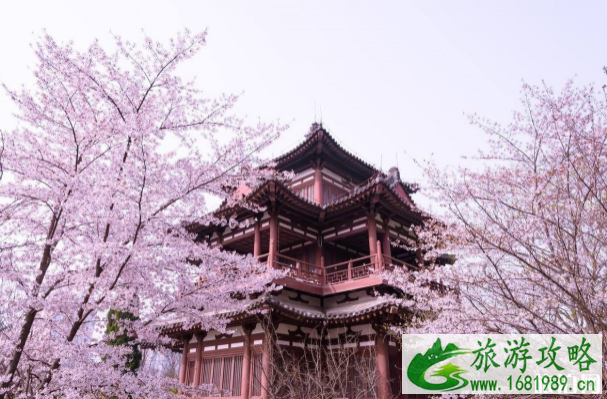 国内哪里樱花最出名