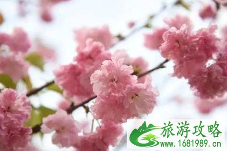 2022深圳樱花哪里最好 2022深圳樱花哪里最好