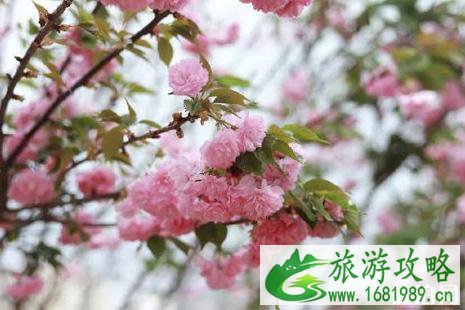 2022深圳樱花哪里最好 2022深圳樱花哪里最好