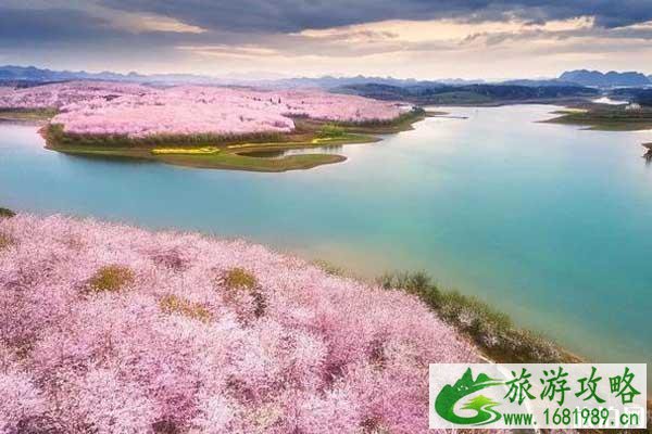 三月樱花哪里最好看 三月樱花哪里最好看