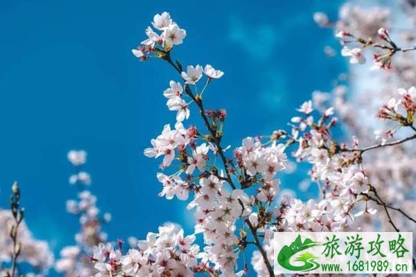 韩国看樱花的地方有哪些 韩国看樱花的地方有哪些