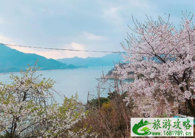 韩国看樱花的地方有哪些 韩国看樱花的地方有哪些