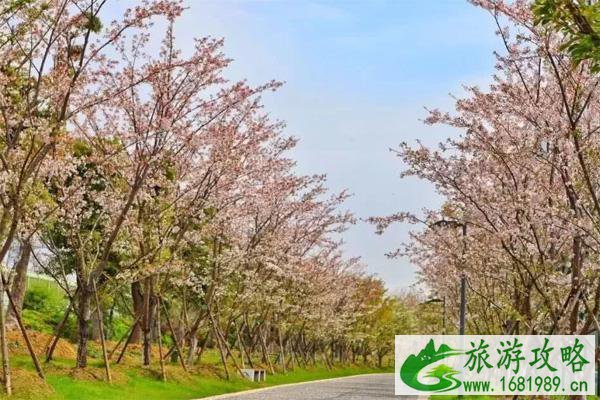 2022无锡红沙湾樱花什么时候开放 附赏樱花攻略