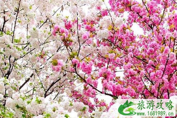 南川大观园樱花在哪里?附周边景点推荐 南川大观园樱花在哪里?附周边景点推荐