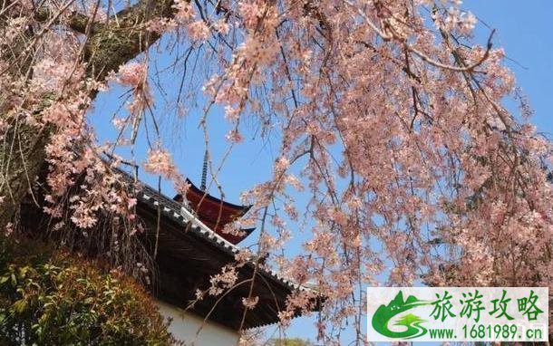 2022年日本各地樱花季预报表 2022年日本各地樱花季预报表