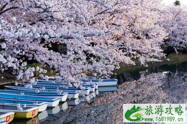 2022年日本各地樱花季预报表 2022年日本各地樱花季预报表