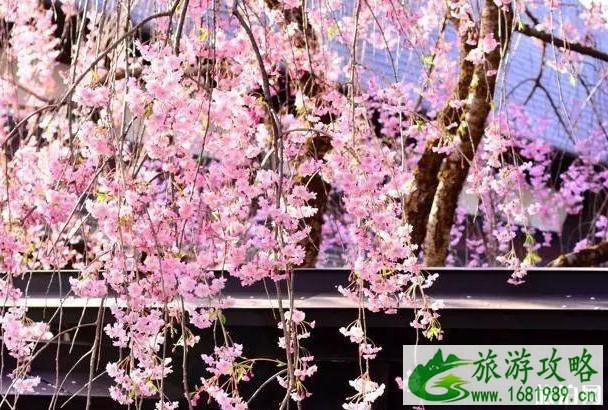 2022年日本各地樱花季预报表 2022年日本各地樱花季预报表
