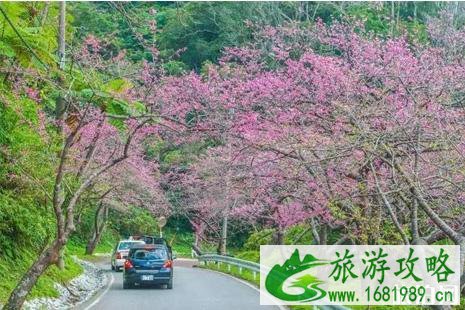 2022冲绳樱花什么时候开 赏樱地点推荐 2022冲绳樱花什么时候开 赏樱地点推荐