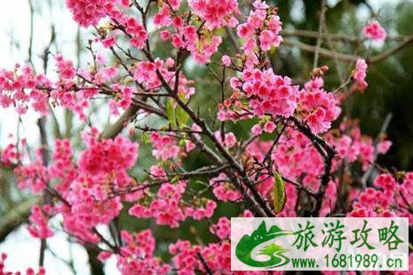 2022冲绳樱花什么时候开 赏樱地点推荐 2022冲绳樱花什么时候开 赏樱地点推荐