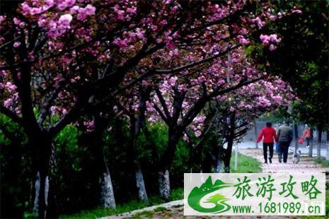 国外最美樱花观赏地