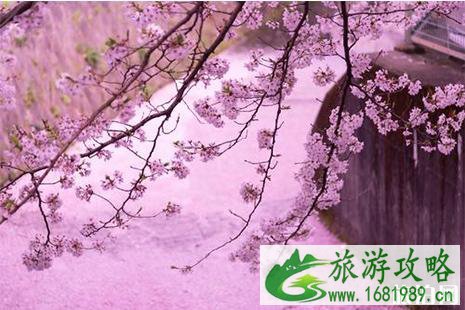 国外最美樱花观赏地