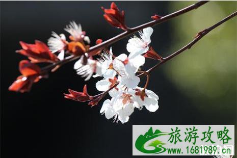 国外最美樱花观赏地