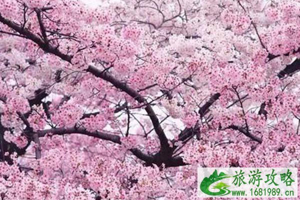 苏州赏樱花最佳的地方 苏州赏樱花的景点2022 苏州赏樱花最佳的地方 苏州赏樱花的景点2022