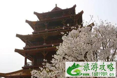 南充哪里可以看樱花