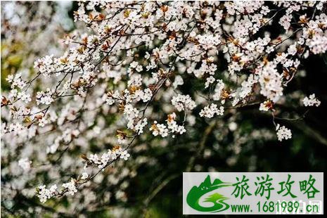 南充哪里可以看樱花