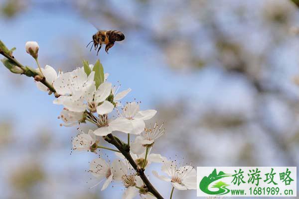 2022深圳海上田园樱花开了吗 深圳海上田园赏樱攻略 2022深圳海上田园樱花开了吗 深圳海上田园赏樱攻略