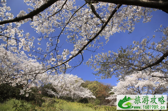 日本大分有什么好玩的 大分县樱花花期