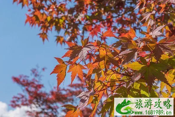 日本大分有什么好玩的 大分县樱花花期