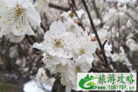 纳雍怎么去总溪河樱花