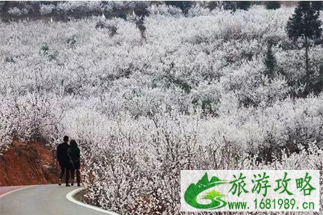纳雍怎么去总溪河樱花