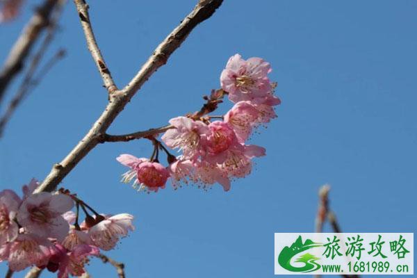 2022南京玄武湖樱花什么时候开