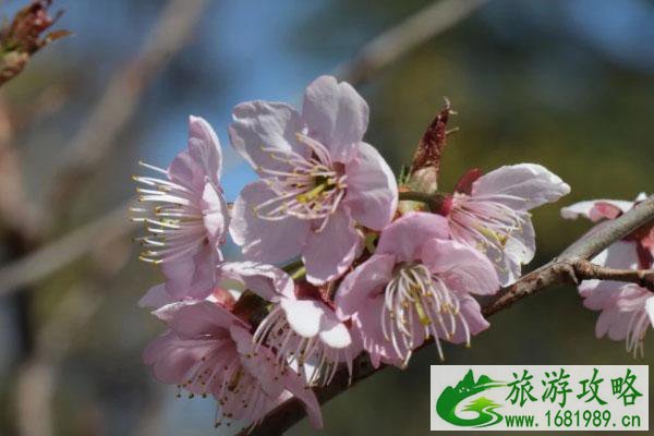 2022南京玄武湖樱花什么时候开