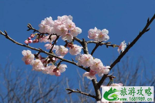 2022南京玄武湖樱花什么时候开