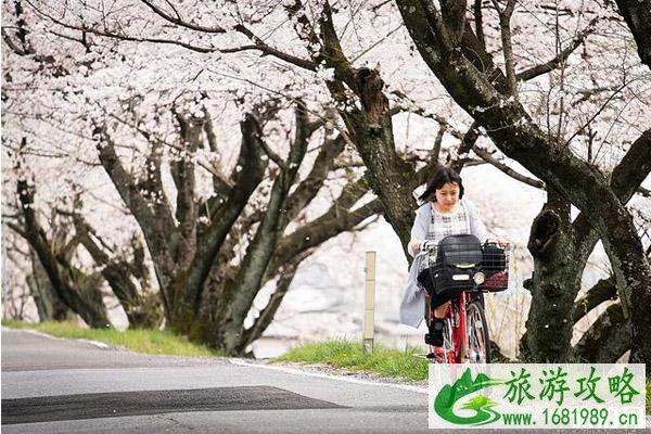 关西樱花观赏地点推荐