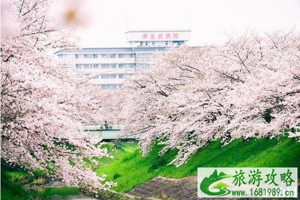 关西樱花观赏地点推荐