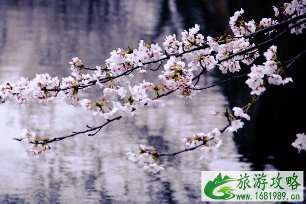 2022无锡免费赏樱花的地方有哪些 无锡赏樱胜地推荐