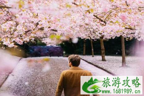 2022丹麦樱花观赏攻略