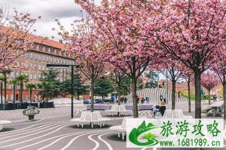 2022丹麦樱花观赏攻略