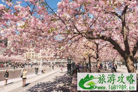 2022丹麦樱花观赏攻略