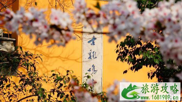 南京赏樱花的地方 南京赏樱花的地方