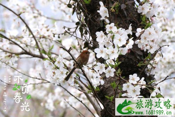南京赏樱花的地方 南京赏樱花的地方