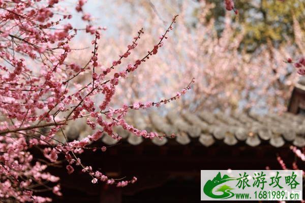 南京赏樱花的地方 南京赏樱花的地方