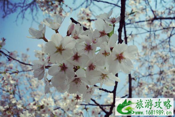 南京赏樱花的地方 南京赏樱花的地方