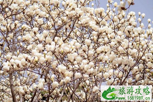 2022天津地铁线沿线赏花攻略