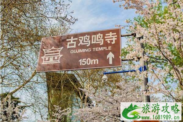 2022鸡鸣寺樱花开了吗