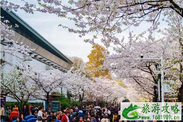 2022鸡鸣寺樱花开了吗