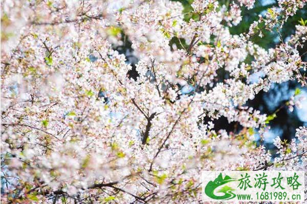 2022鸡鸣寺樱花开了吗