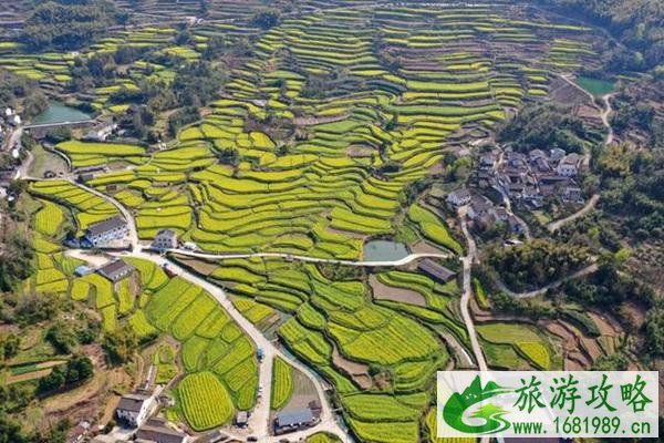 奉化西畈村油菜花定位在哪?盛花期是什么时候?
