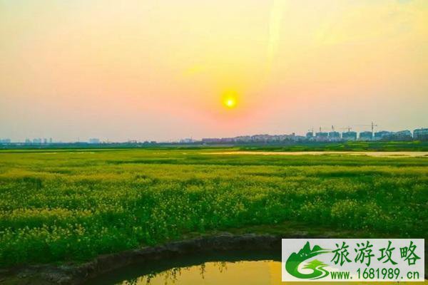 云龙湖玉带桥油菜花具体位置在哪?什么时候盛开?