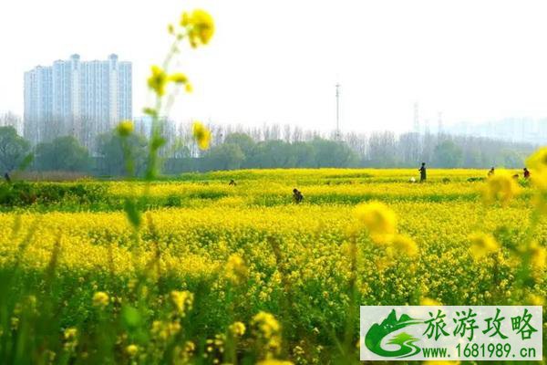 云龙湖玉带桥油菜花具体位置在哪?什么时候盛开?