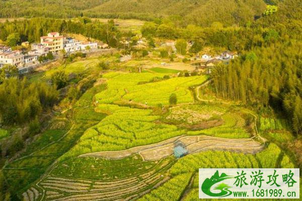 鱼洞村油菜花什么时候开?具体位置在哪?