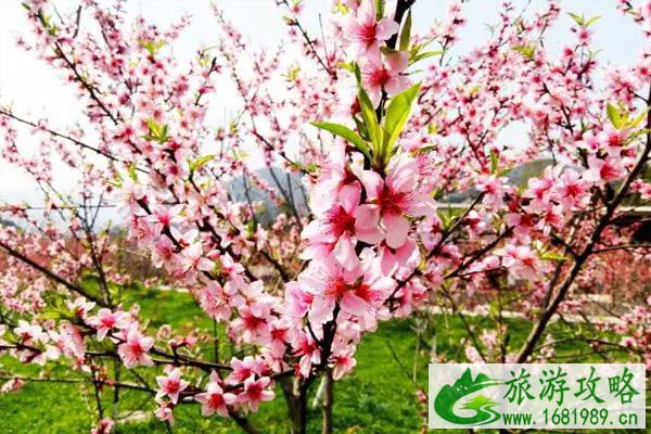 洛带古镇桃花节2022举办时间 - 活动一览