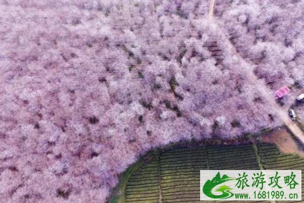 贵安樱花园门票多少钱
