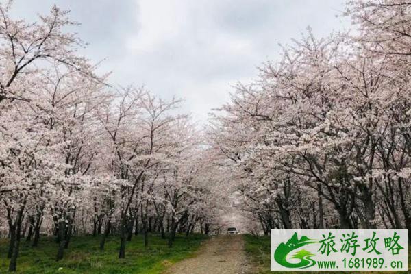 贵安樱花园门票多少钱