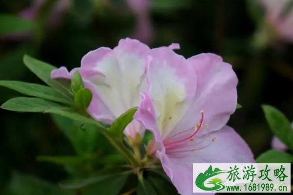 2022广东清明赏花好去处 2022广东清明赏花好去处